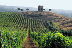 Frascati Wine Tour